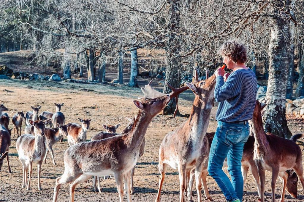 Damwildfarm In Rollerbue Suedschweden Villa Tyringe ภายนอก รูปภาพ