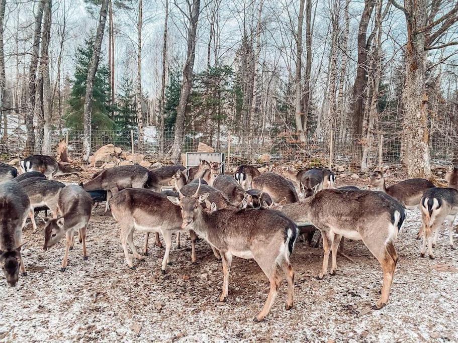 Damwildfarm In Rollerbue Suedschweden Villa Tyringe ภายนอก รูปภาพ