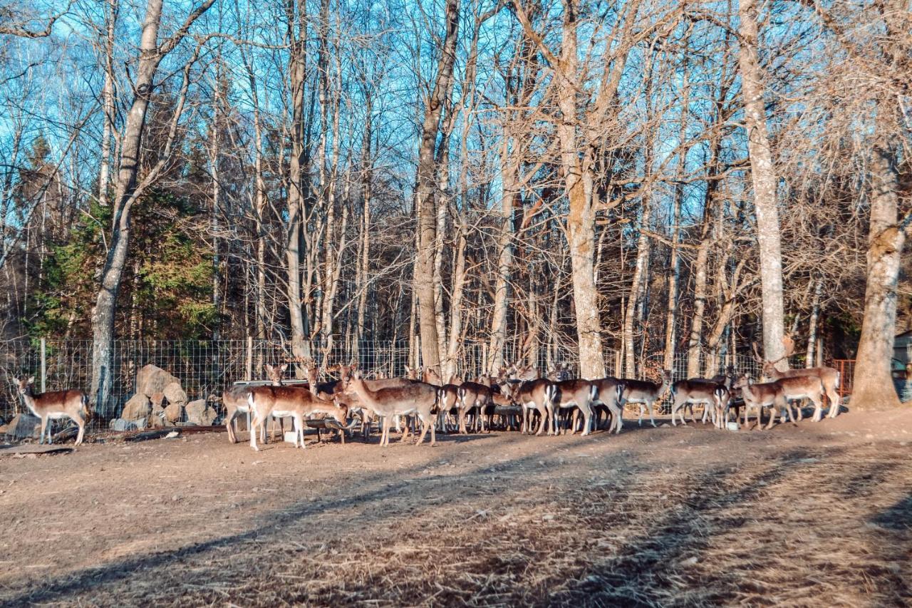 Damwildfarm In Rollerbue Suedschweden Villa Tyringe ภายนอก รูปภาพ