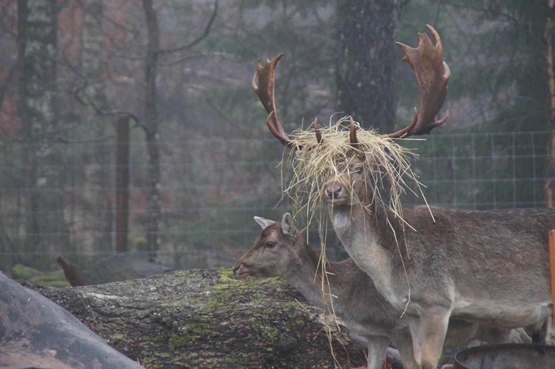 Damwildfarm In Rollerbue Suedschweden Villa Tyringe ภายนอก รูปภาพ
