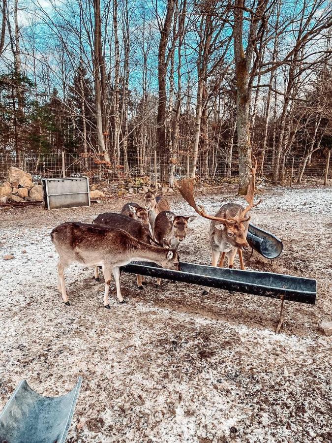 Damwildfarm In Rollerbue Suedschweden Villa Tyringe ภายนอก รูปภาพ