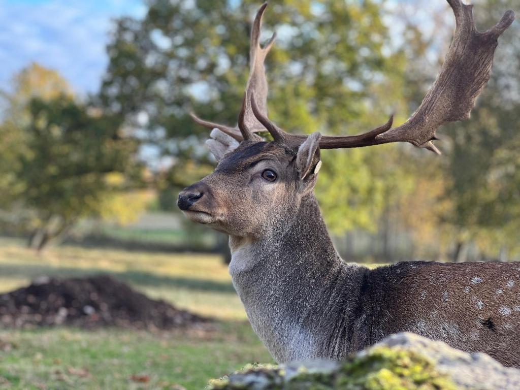 Damwildfarm In Rollerbue Suedschweden Villa Tyringe ภายนอก รูปภาพ